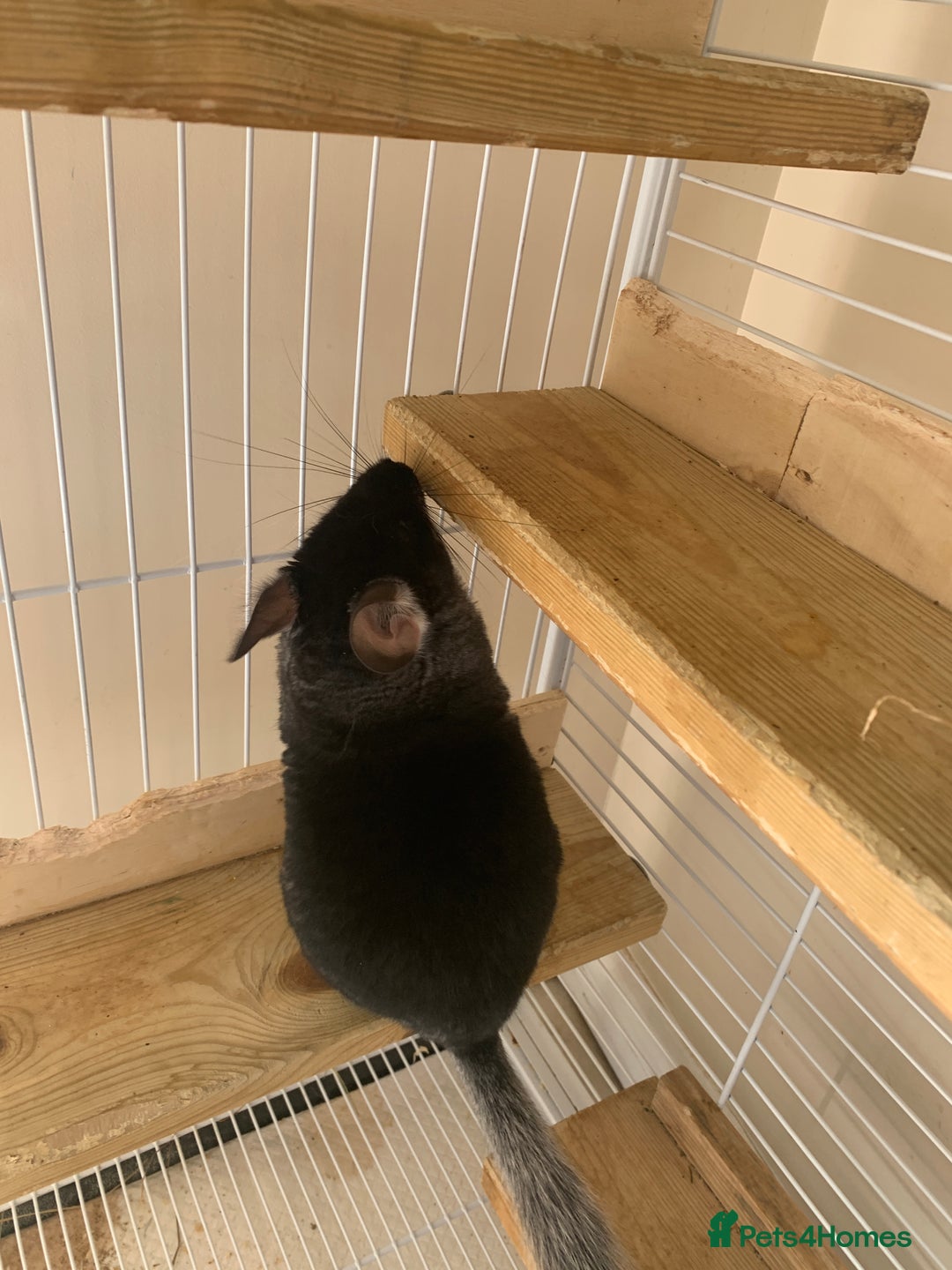 Chinchilla rodents for sale: Beautiful black velvet baby chinchilla girl - Image 4
