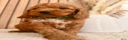 Cockapoo dogs for sale: F1B Red cockapoo puppies  in Bridgend - Advert 14