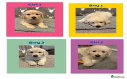Golden Retriever dogs for sale: Golden retriever puppys - Image 1