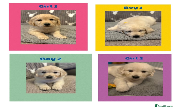 Golden Retriever dogs - Advert 4