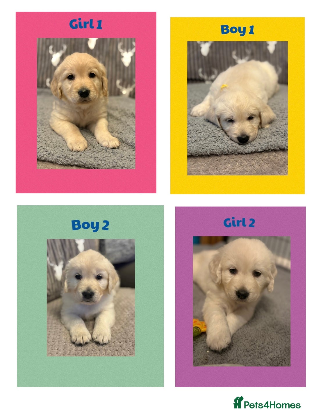 Golden Retriever dogs for sale: Golden retriever puppys - Image 1