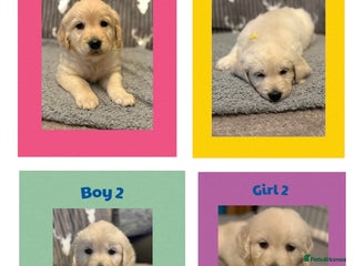 Golden Retriever dogs - Advert 2