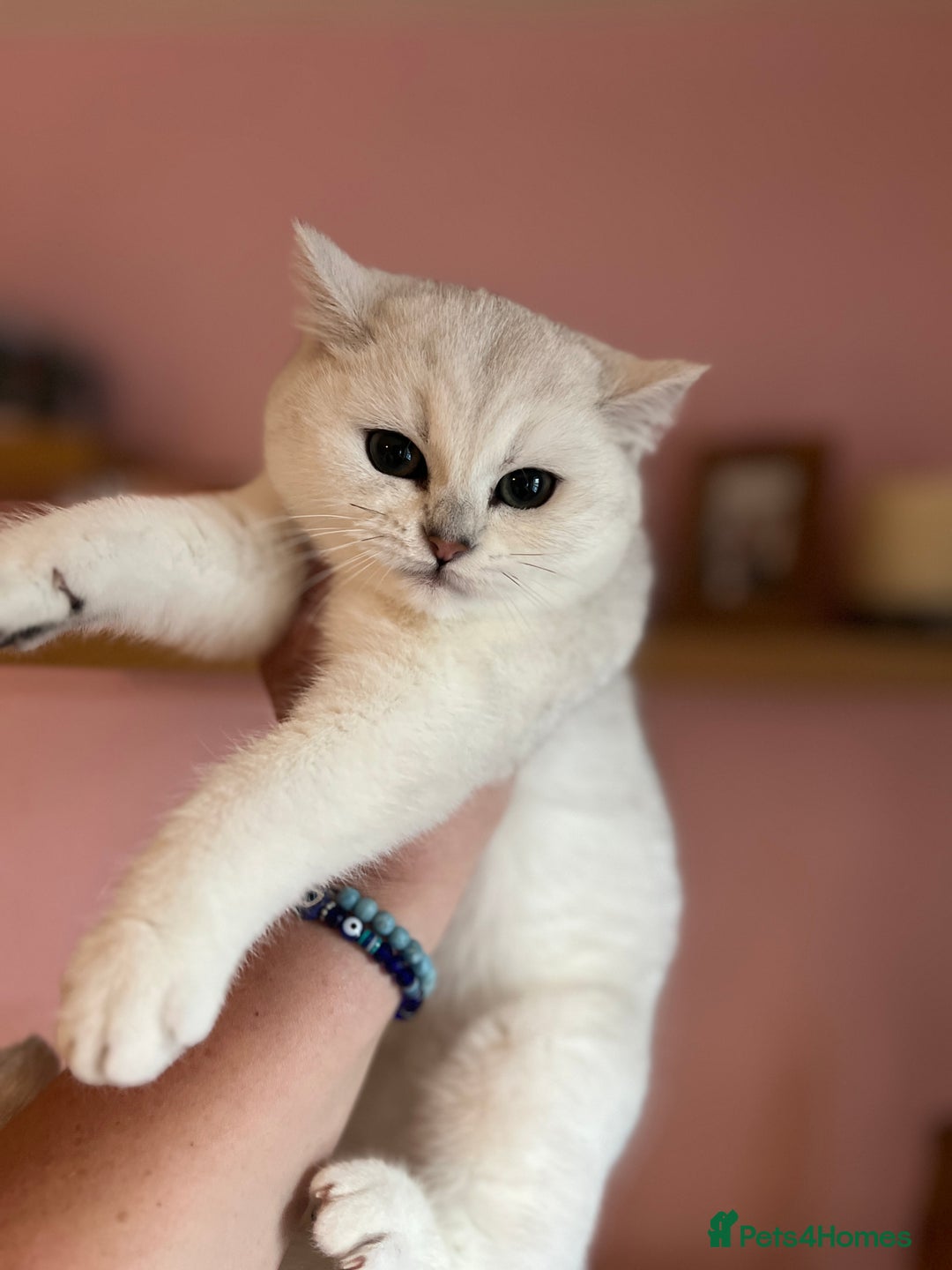 British Shorthair cats for sale: Beautiful BSH Girls - GCCF Reg - Advert 3