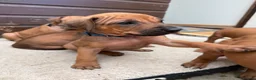 Rhodesian Ridgeback dogs for sale: Rhodesian Ridgeback Puppies - Advert 24