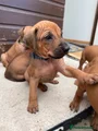 SOLD - Rhodesian Ridgeback Puppy 12 (Royal Blue - Female)