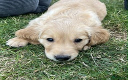 Golden Retriever dogs for sale: Beautiful Fully Trained KC Male Golden Retriever - Image 5