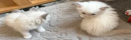 Ragdoll cats for sale: Adorable Gccf registered kittens  in Wakefield - Advert 10