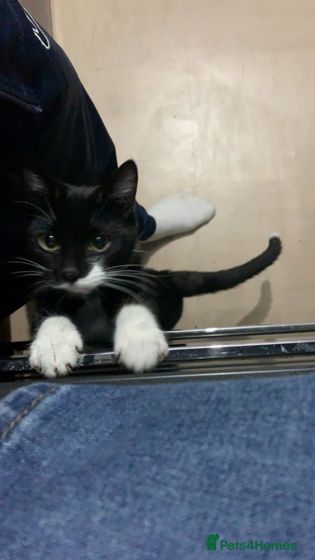 Mixed Breed cats Male cat - Advert 1