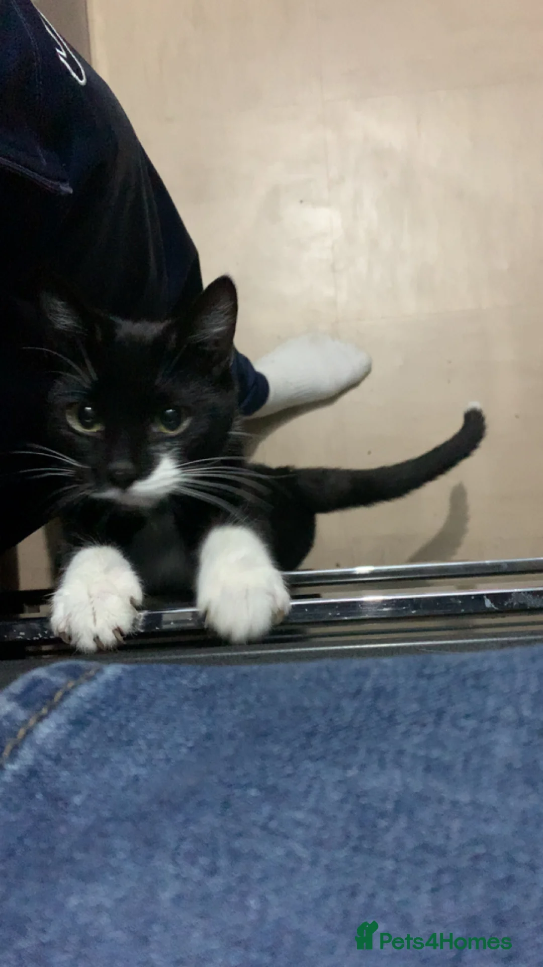 Mixed Breed cats for sale: Male cat in Dudley - Advert 1