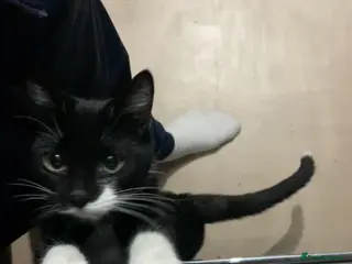 Mixed Breed cats Male cat - Advert 1