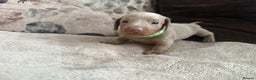 Miniature Dachshund dogs for sale: KC Reg Isabella & Tan Miniature Dachshund Puppies - Advert 5