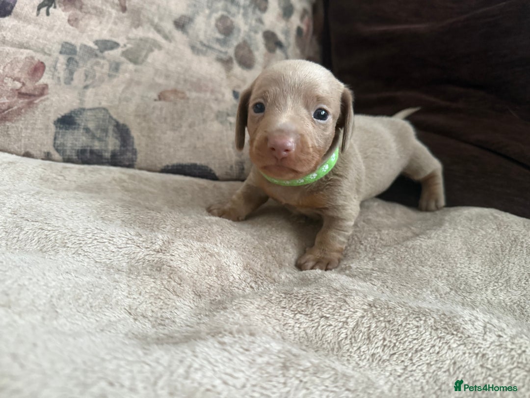 Miniature Dachshund dogs for sale: KC Reg Isabella & Tan Miniature Dachshund Puppies - Advert 5