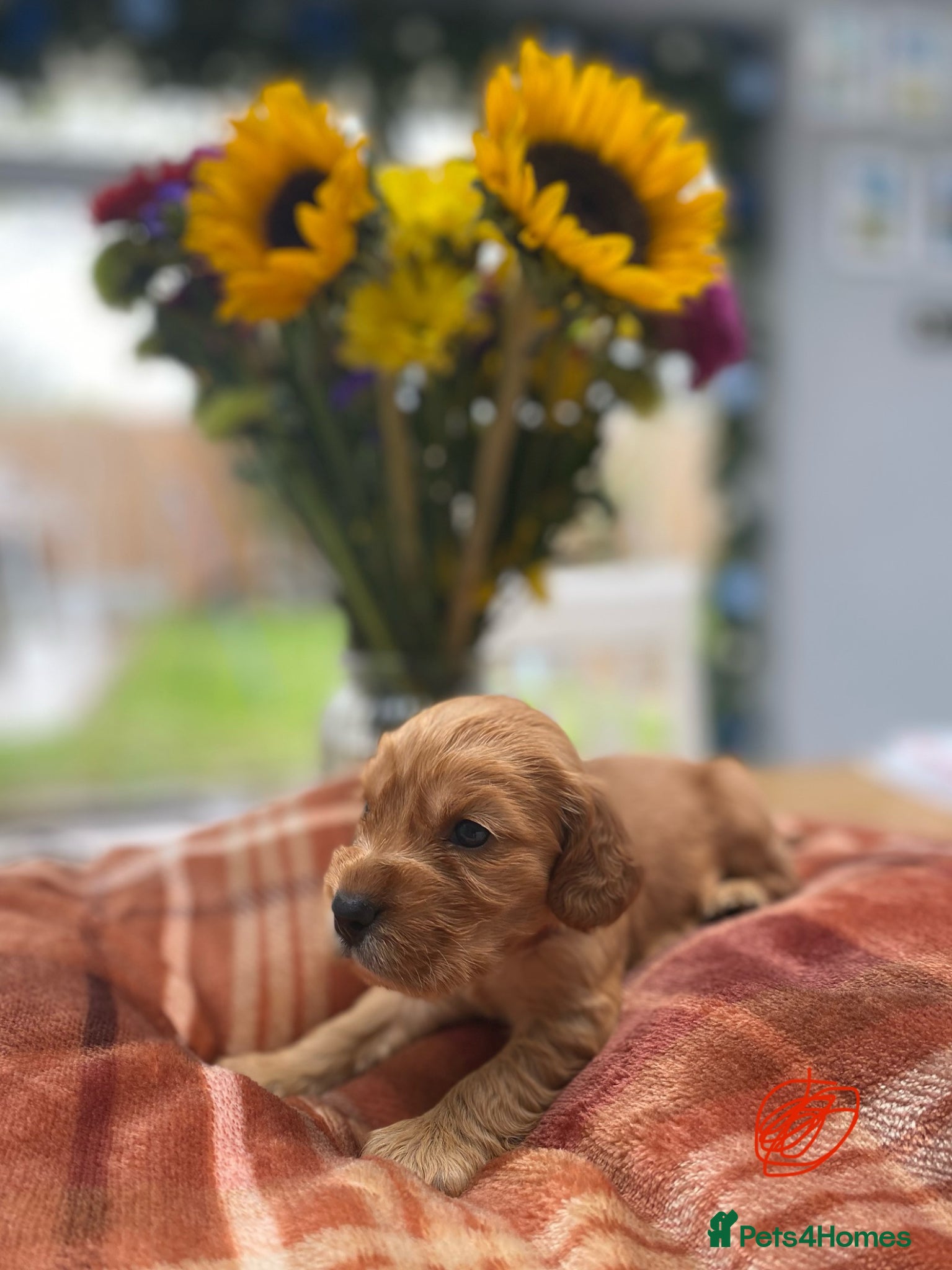 Cocker Spaniel dogs KC Reg Show Type Cocker Spaniel puppies - Advert 2