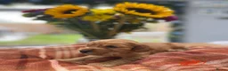 Cocker Spaniel dogs for sale: KC Reg Show Type Cocker Spaniel puppies - Advert 26