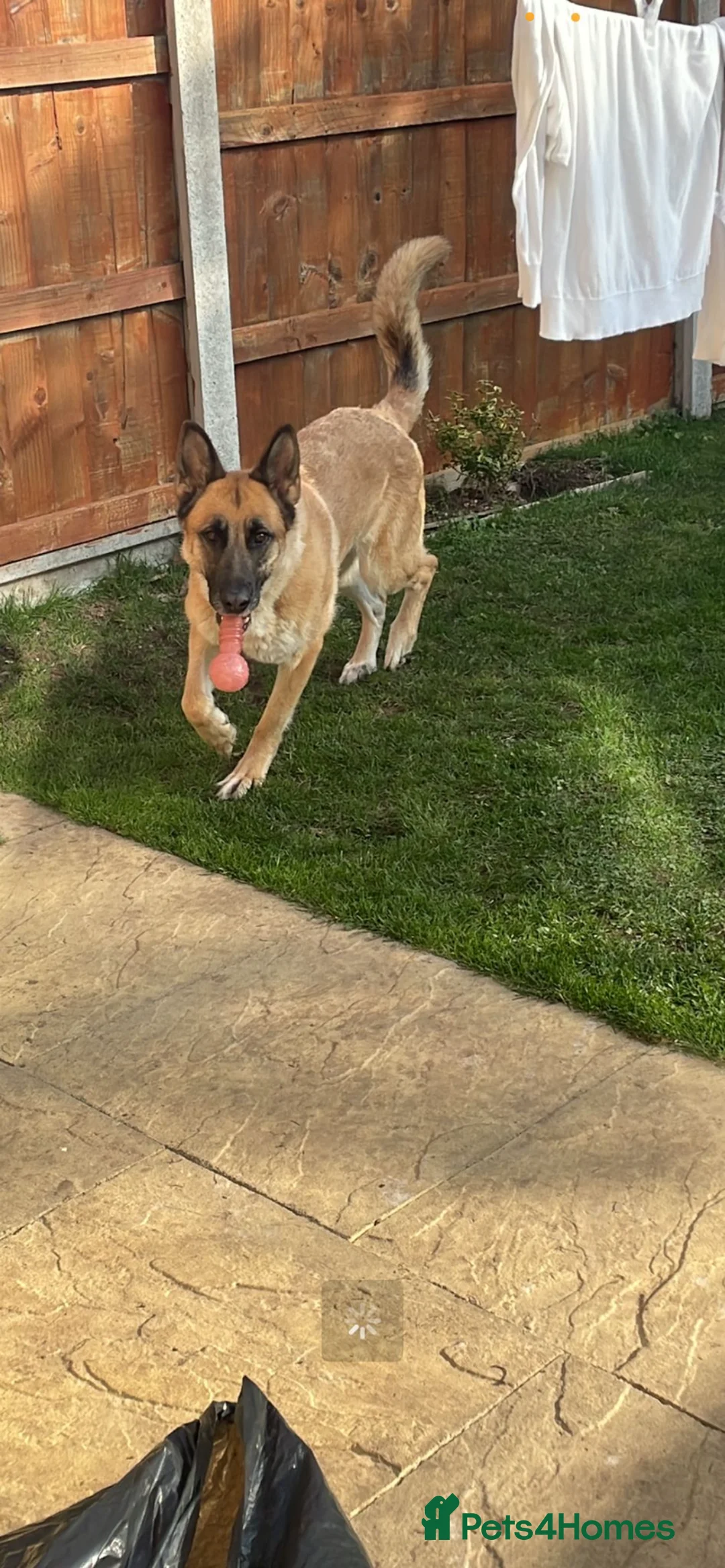 German Shepherd dogs for sale: Beautiful 4 Year Old German Shepherd  in Cheltenham - Advert 7