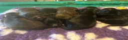 Cocker Spaniel dogs for sale: Cocker Spaniel Puppies in Wishaw - Advert 11