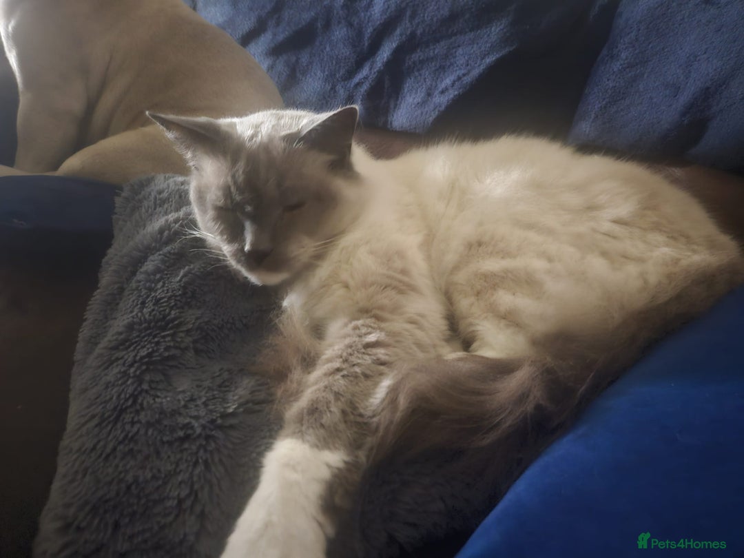 Ragdoll cats for sale: Beautiful ragdoll cat looking for forever home  - Image 2