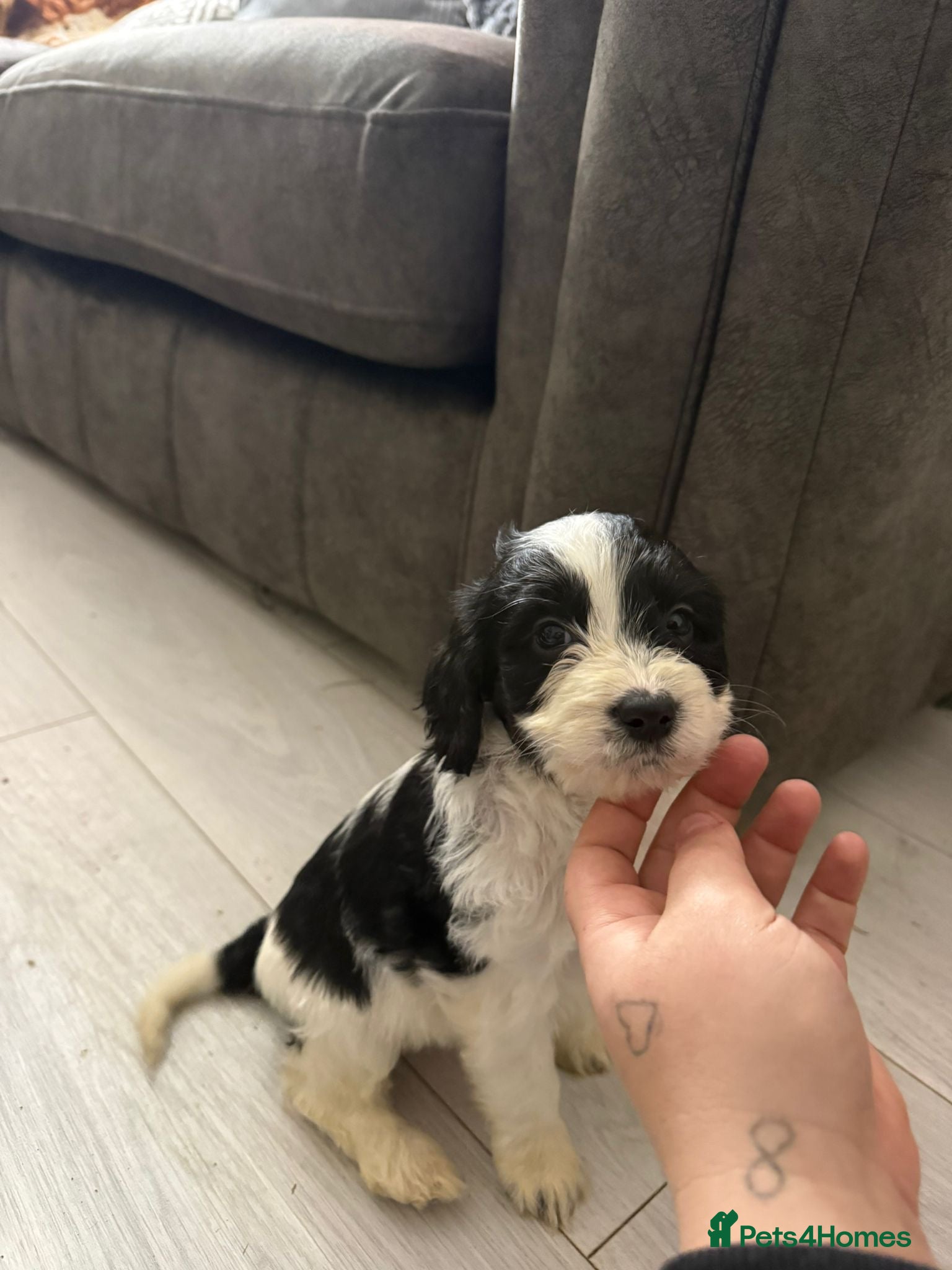 Cockapoo dogs 1 cockapoo girl pup left ready to leave now ❤️ - Advert 17