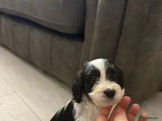 Cockapoo dogs 1 cockapoo girl pup left ready to leave now ❤️ - Advert 17