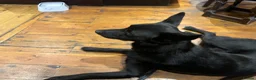 Mixed Breed dogs for sale: Koba  - Advert 3