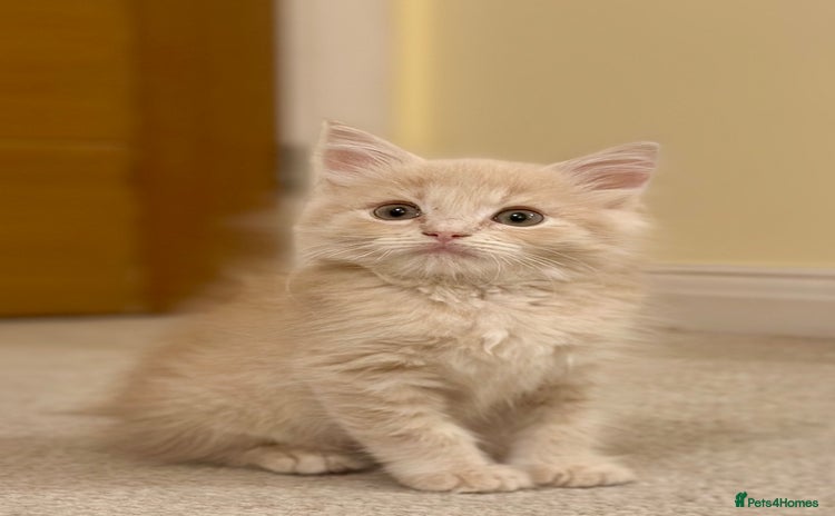 Ragcoon cats - Advert 1
