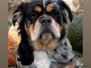 Olde English Bulldogge dogs Olde english ‘mammut’ bulldog - Advert 9