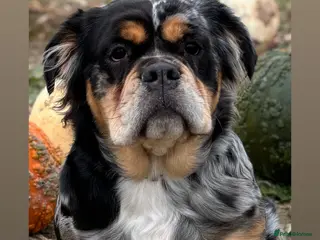 Olde English Bulldogge dogs Olde english ‘mammut’ bulldog - Advert 5