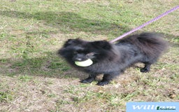 German Spitz dogs for sale: Wonderful William Looking For Loving Home - Image 4