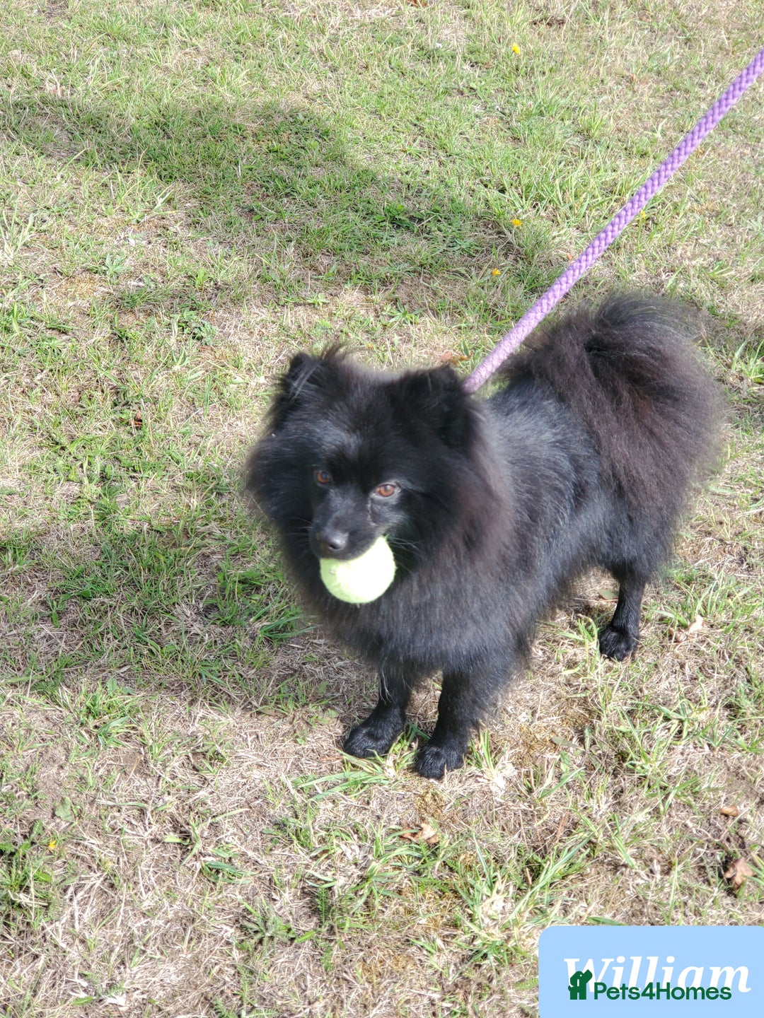 German Spitz dogs for sale: Wonderful William Looking For Loving Home - Image 4
