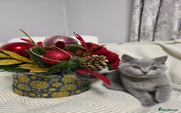 British Shorthair cats for sale:  Gorgeous BRITISH SHORTHAIR MALE  - Advert 7