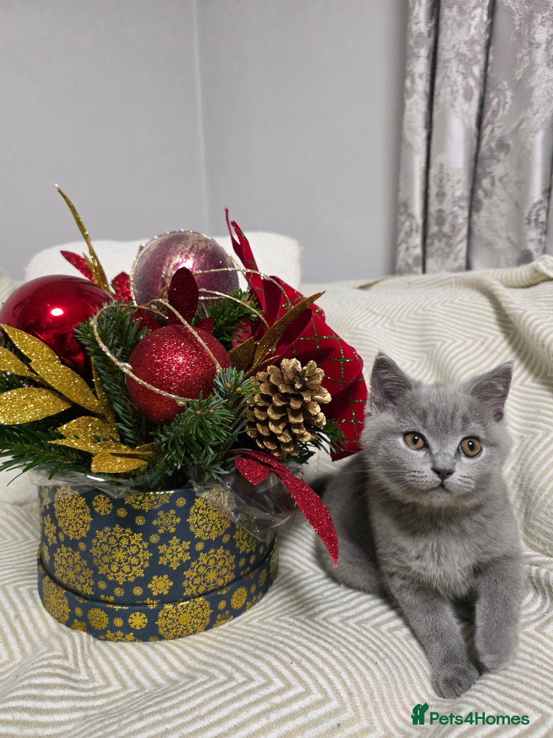 British Shorthair cats for sale:  Gorgeous BRITISH SHORTHAIR MALE  - Advert 7