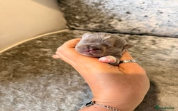 Chihuahua dogs for sale: 🩷Chihuahua puppies Thai genes🩷 - Image 10