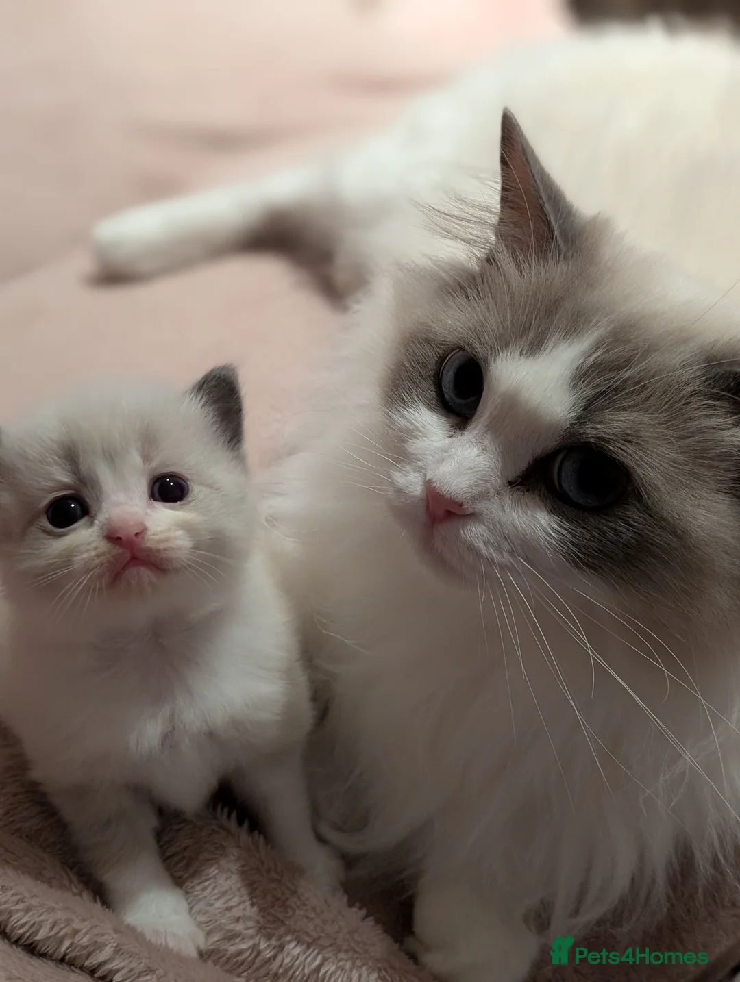 Ragdoll cats for sale: Ragdoll kittens for sale  in Newton Abbot - Advert 1