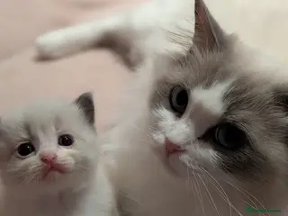 Ragdoll cats Ragdoll kittens for sale - Advert 1