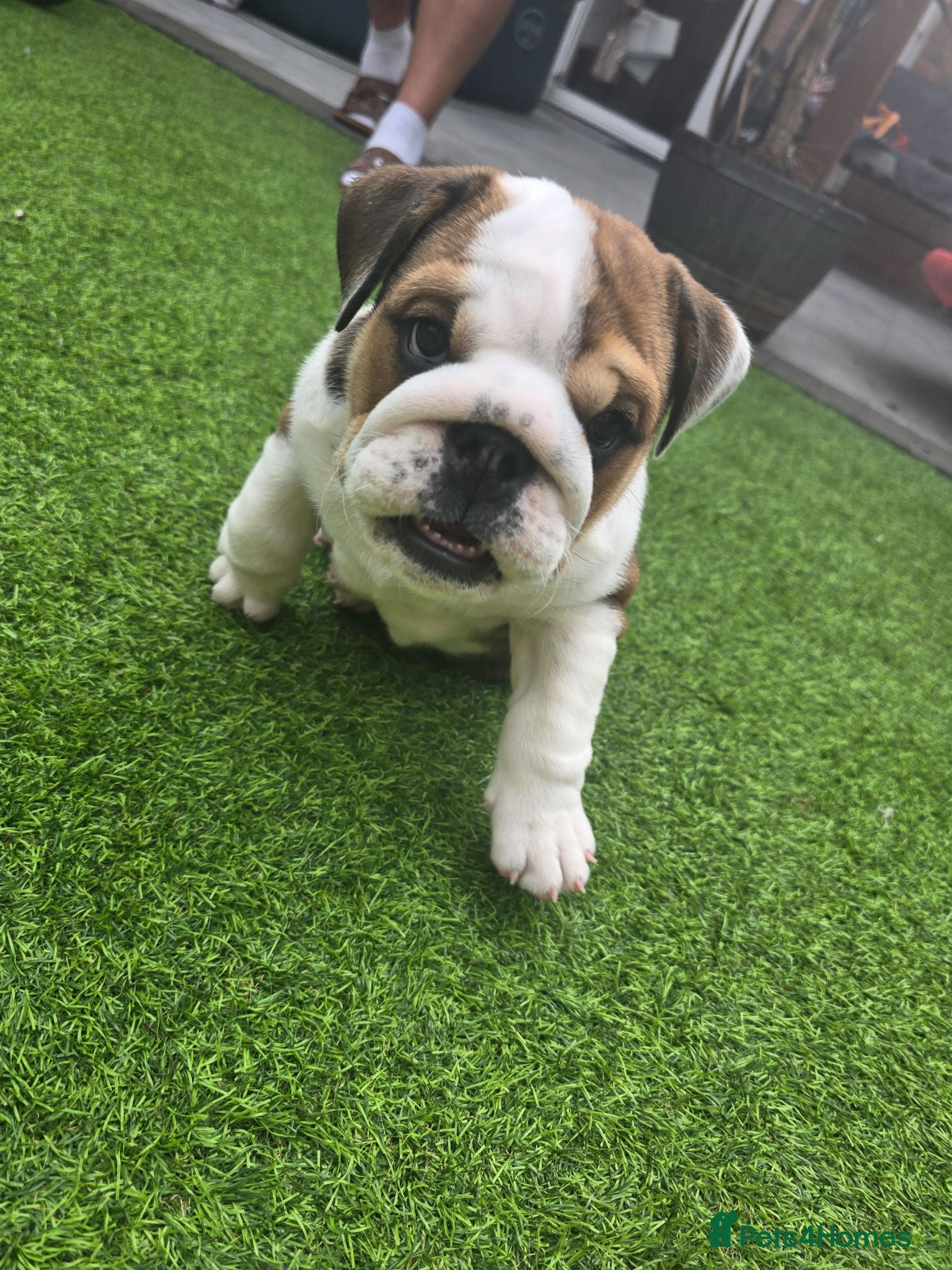 English Bulldog dogs 🐾 Last girl available  ready Thursday 🥰 - Advert 6
