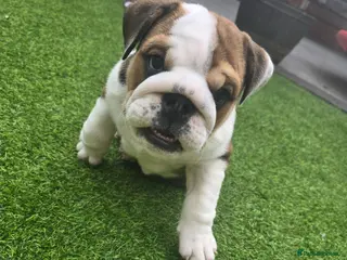 English Bulldog dogs 🐾 Last girl available ready Thursday 🥰 - Advert 6