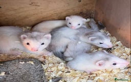 Ferret rodents for sale: Greyhound Ferret Kits - Image 3