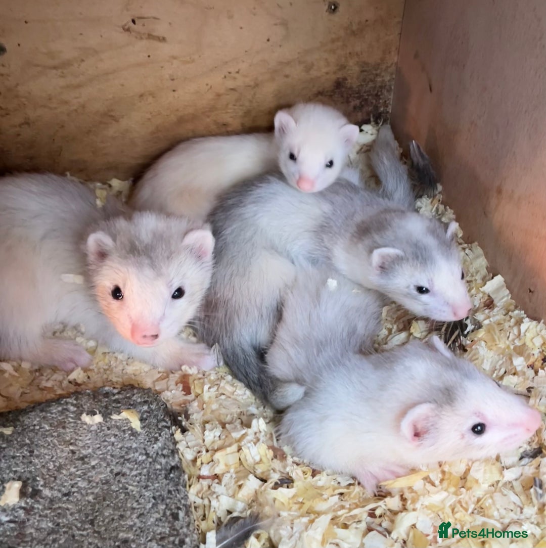 Ferret rodents for sale: Greyhound Ferret Kits - Image 3