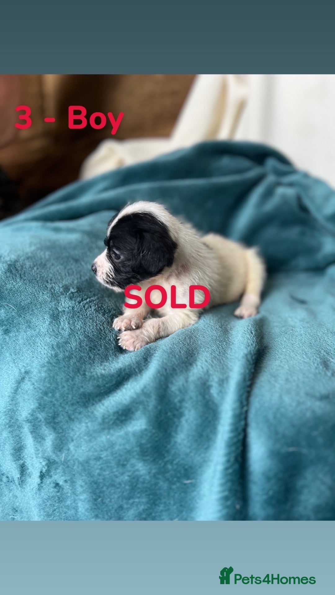 Mixed Breed dogs for sale: Old Tyme English Bulldog x Sproodle Puppies - Image 33