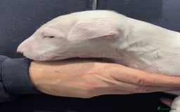 English Bull Terrier dogs for sale: Puppies Available  - Image 24