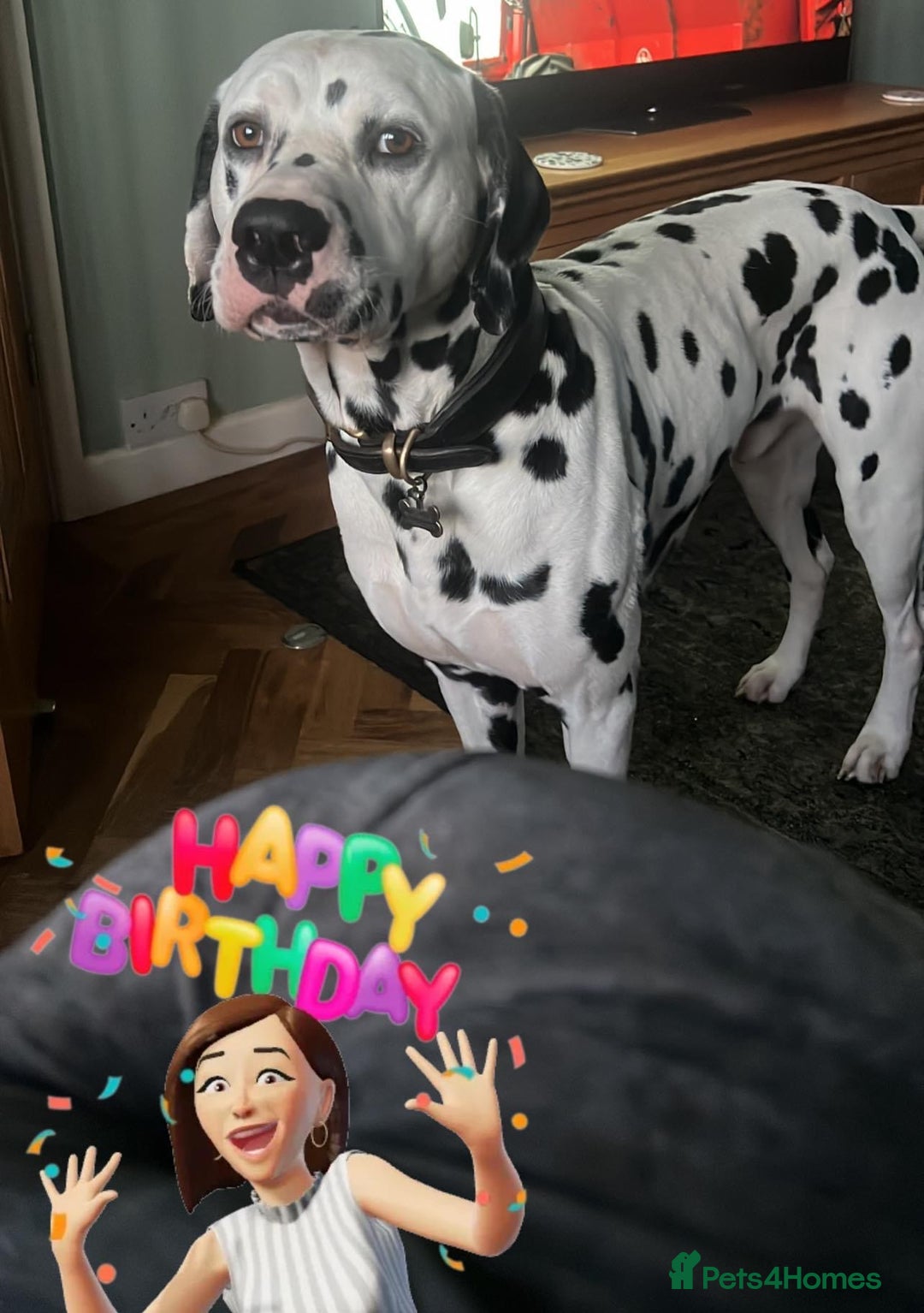 Dalmatian dogs for sale: Top quality show type Dalmatian pups 🐶  - Image 11