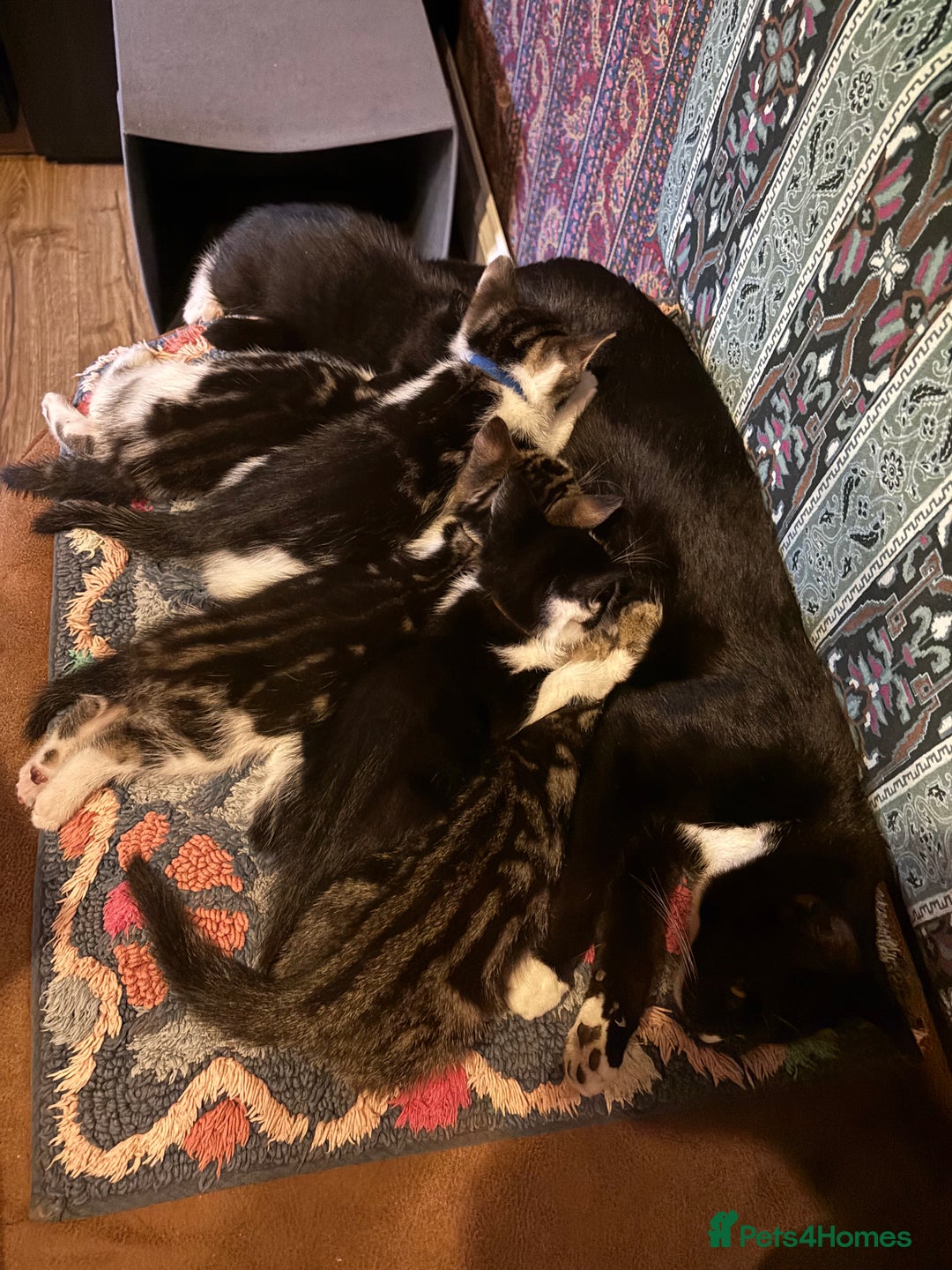 Mixed Breed cats for sale: Beautiful kittens ready for loving homes - Image 7