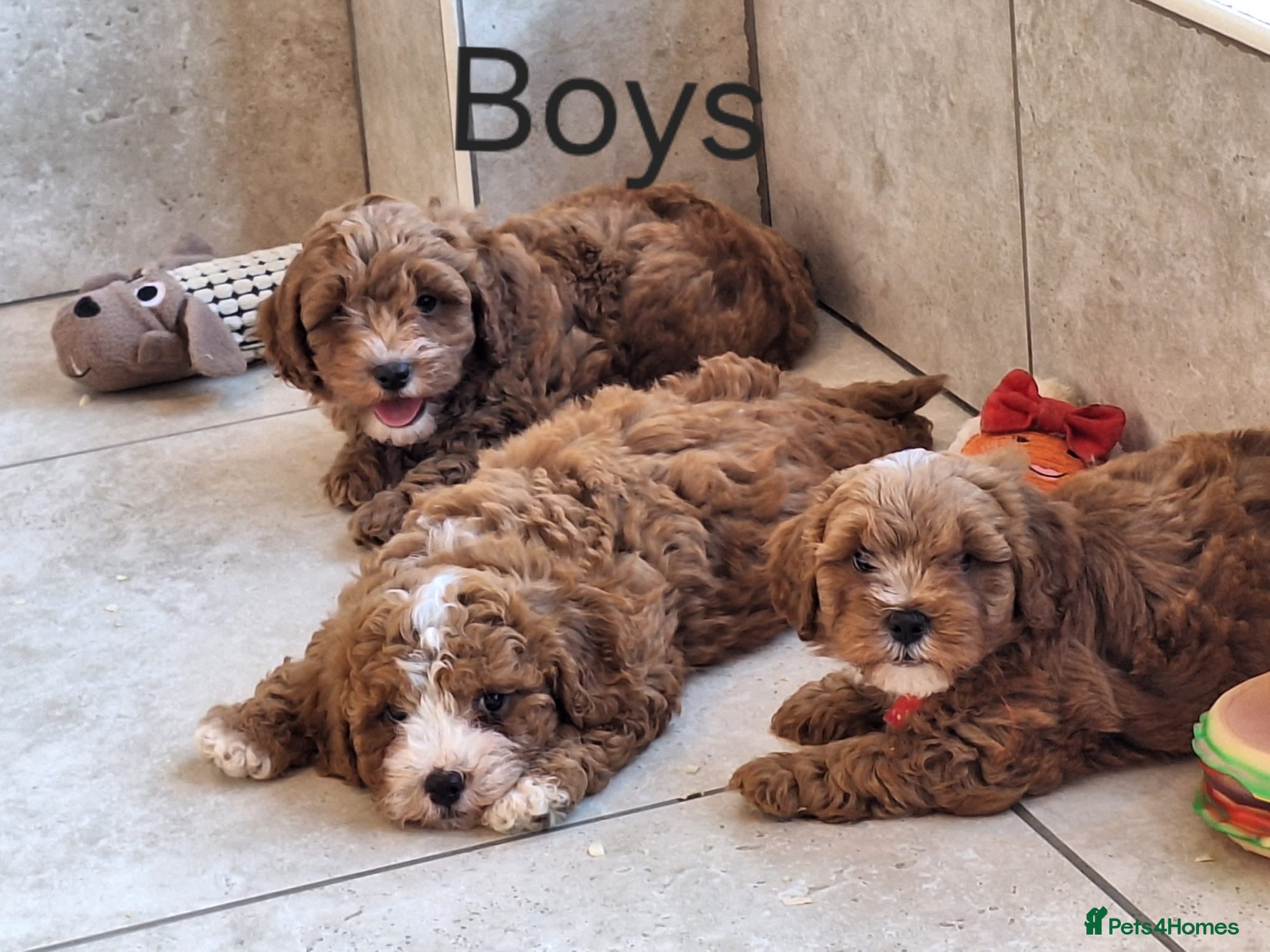 Cavapoochon dogs 🥰 Cavapoochons 🥰 - Advert 1