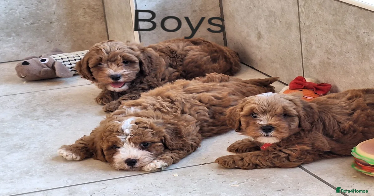 Red Cavapoochon Puppies for sale | Pets4Homes