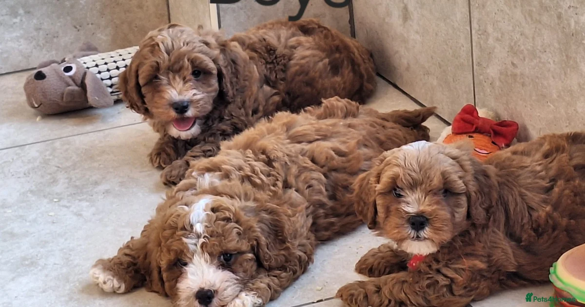 Cavapoochon Colers Red Cavapoochon Puppies for sale | Pets4Homes