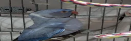 Ringnecks birds for sale: Breeding pair of violet and blue + CAGE - Advert 7