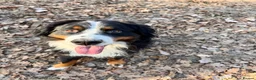 Bernese Mountain Dog dogs for sale: Beautiful, loving Bernese Mountain Dog  - Advert 3