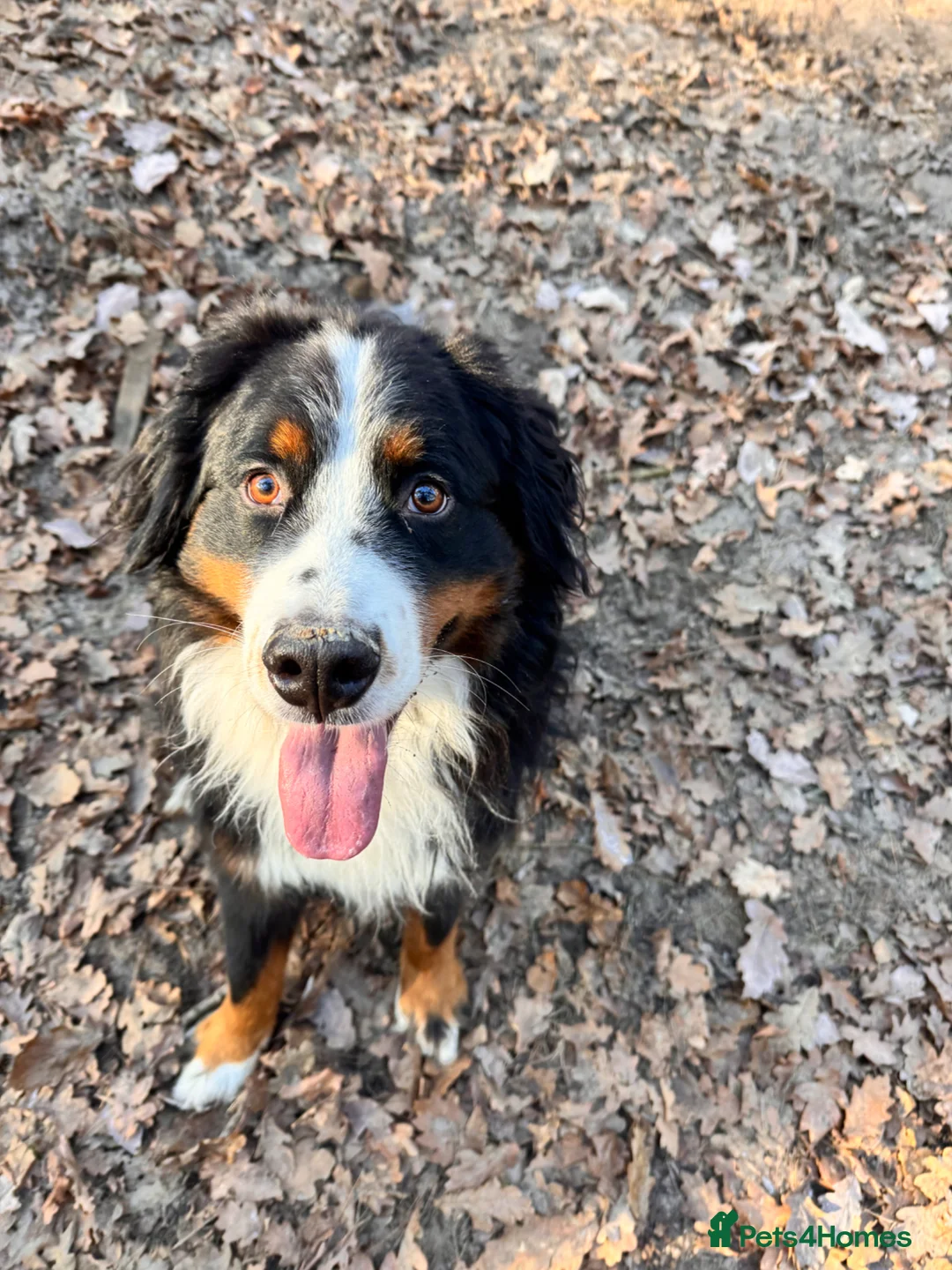Bernese Mountain Dog dogs for sale: Beautiful, loving Bernese Mountain Dog  - Advert 3
