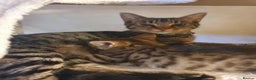 Bengal cats for sale: Bengal cross moggy kittens  - Advert 6