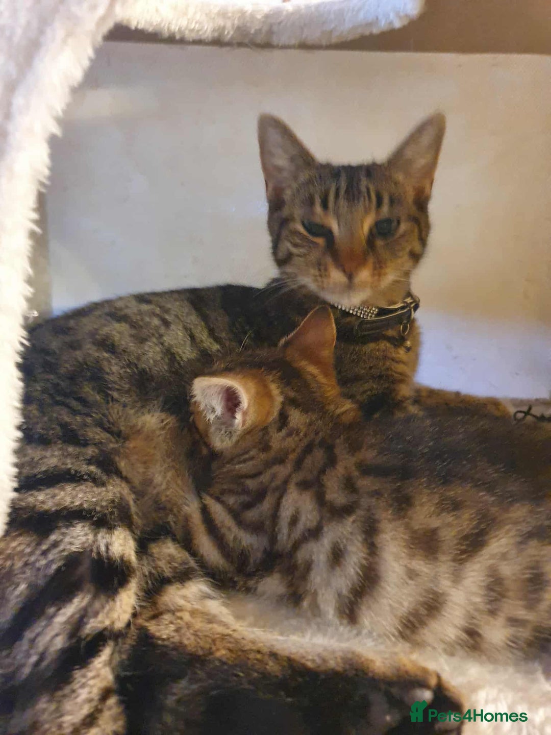 Bengal cats for sale: Bengal cross moggy kittens  - Advert 6